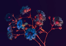 Branch Of Garden Roses. Dark Background, Neon Colors, Blue Buds, Abstract Composition.