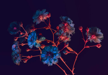 branch of garden roses. dark background, neon colors, blue buds, abstract composition.