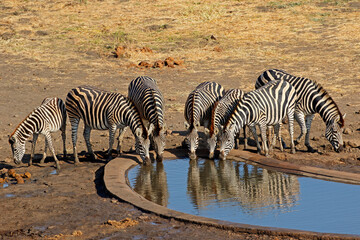 Wall Mural - plains zebras (equus burchelli) drinking water at an artificial waterhole, kruger national park, sou