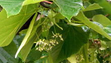 Linden Tree Kernels, Flowers, Green Leaves After Rain