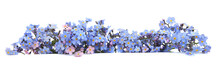 Spring Blue Flowers Myosotis Isolated On White Background.  Flowers Myosotis Are Called Forget-me-not Or Scorpion Grasses.