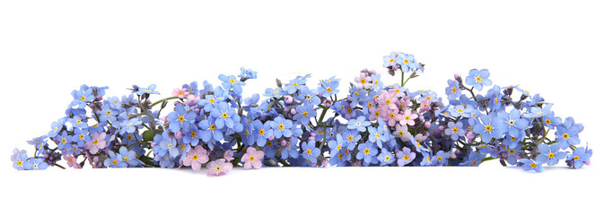 Spring blue flowers Myosotis isolated on white background.  Flowers Myosotis are called forget-me-not or scorpion grasses.