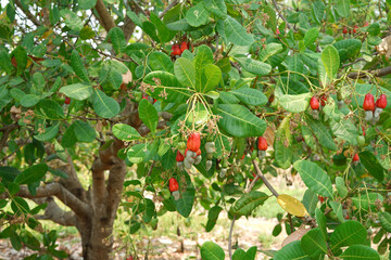 beautiful green cashew tree and red ripe cashew apple(anacardium occidentale) near harvest are hanging in economic crop north of Thailand