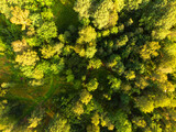 Fototapeta Las - Panoramic top view of the forest in summer. Top view of the treetops. Aerial view of the forest from a drone. Panoramic top view of the forest in summer.