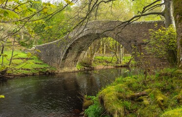  The River Swale in Springtime flowing beneath Ivelet Bridge just as the trees are bursting into leaf and the remaining daffodils on the banking.  Gunnerside, UK.  Space for copy.