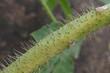 Close up of hairy leaf stalk of a wild bull nettle, cnidoscolus urens var. stimulosus, also known as spurge nettle, tread-softly or finger rot, a perennial herb, Mucajaí, state of Roraima, Brazil.