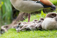 Egyptian Goose Family With Goslings