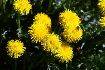 Sticker - Bee on dandelion