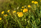 Fototapeta Dmuchawce - Bright yellow dandelion flowers on a natural, blurred background, close-up.