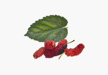 Wall Mural - Mulberry fruit with green leaf isolated on white background