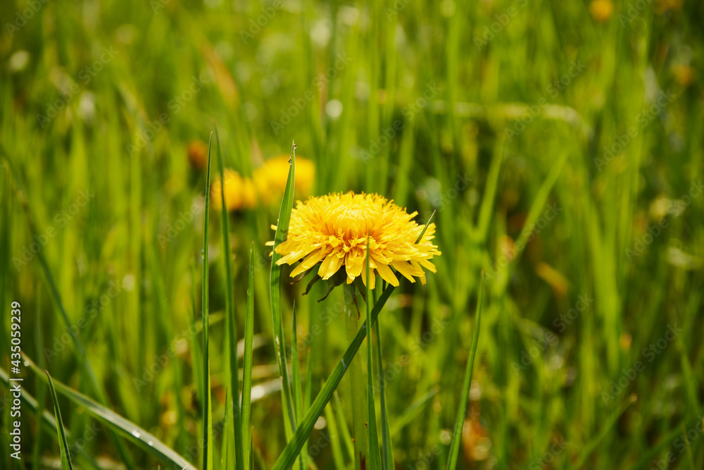 dandelion in the meadow, dandelions, flowers, meadow, grass, spring, Sonchus - obrazy, fototapety, plakaty 