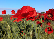 Closeup Stem With Needles And  Red Flower Of Common Poppy - Papaver Rhoeas. In The Background Are Field And Blue Sky. 