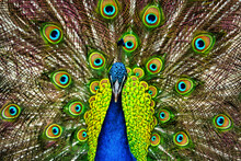 A Close Up Of A Beautiful Peacock With His Tail Feathers Spread Out.