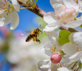 Sticker - Bee flying to white apple blossoms.