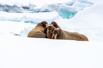 Wall Mural - an ugly of adult walruses on the fast ice around svalbard