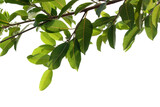 Fototapeta  - Fresh green tree branch isolated on white background