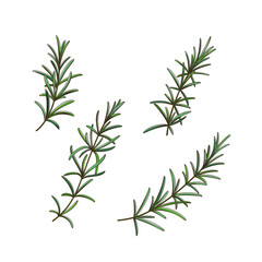  Branch of rosemary. Contour vector illustration.
