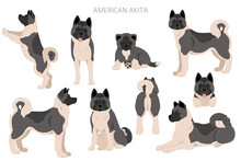 American Akita All Colours Clipart. Different Coat Colors Set