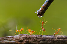 Red Ant Drinking Water Drop On Branch In Nature