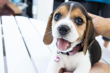 Wall Mural - Cute Little Beagle Dog with Funny Pose