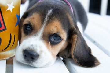 Wall Mural - Cute Little Beagle Dog with Funny Pose