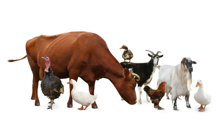 Group of different farm animals on white background