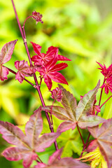 Wall Mural - maple leaves in a garden, close up