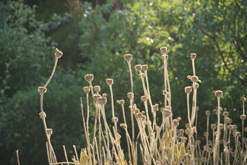 flowers in the grass