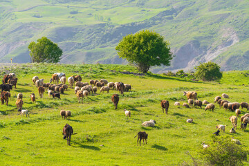 A herd of cows and sheep grazes on a green meadow in the mountains