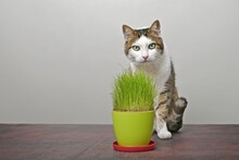 Cute Tabby Cat Sitting Beside A Pot Of Cat Grass And Looking At Camera.