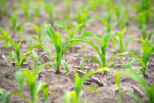 Closeup Of Young Small Green Corn Plants In Farm Field During Spring. 