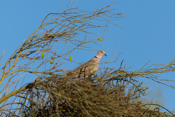 lonely dove