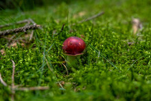 Red Wild Mushroom On The Grass