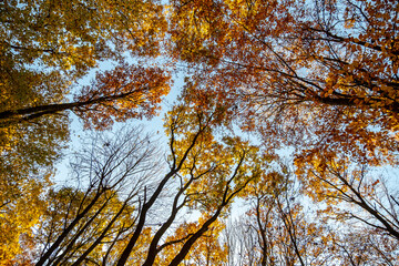 Wall Mural - autumn in the forest