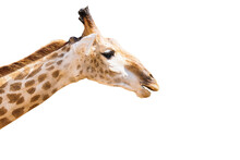 Close-up Shot Of Adorable Giraffe Head With Mouth Open On The Side View Isolated On White Background In Thai Zoo. Copy Space For Your Text. Animal Concept