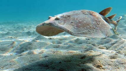 Stingrays. Leopard electric stingray. this electric ray grows up to 100 cm, feeds on fish and bottom dwellers. It hunts from an ambush, uses an electric current when attacking.

