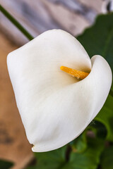 Wall Mural - Allassac (Corrèze, France) - Fleur d'arum (Zantedeschia)