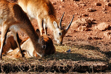 Adorable Little Antelopes Eating Dry Grass In A Zoo