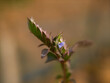 Rungia pectinata is a small herb, species name pectinata means comb-like,for resemblance of the flowerspike.Botanical name: Justicia pectinata Tiny violet-blue flowers,botany,indian herb, homeopaths