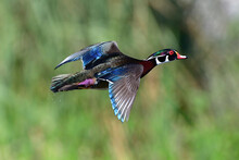 Male Wood Duck Drake (Aix Sponsa) In Flight Showing Beautiful Red, Blue, Purple, Green, Chestnut  Colors In Central Florida,  Green Bokeh Background