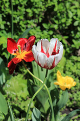 Wall Mural - beautiful tulips in the garden of the city park