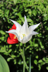 Wall Mural - beautiful tulips in the garden of the city park