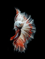 Wall Mural - Red dragon siamese fighting fish, betta fish isolated on black background.