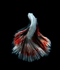 Wall Mural - Red dragon siamese fighting fish, betta fish isolated on black background.