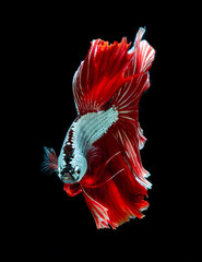 Wall Mural - Beautiful red dragon siamese fighting fish, betta fish isolated on Black background.Crown tail Betta in Thailand.