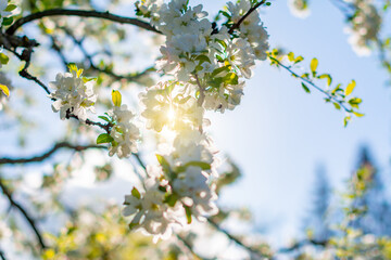 Wall Mural - Flowers of blooming apple tree in spring