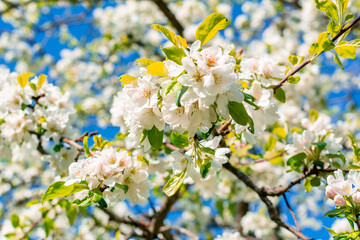 Wall Mural - Flowers of blooming apple tree in spring