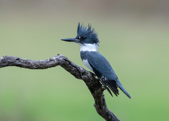 Wall Mural - Belted Kingfisher (Megaceryle alcyon), Rio Grande Valley Texas