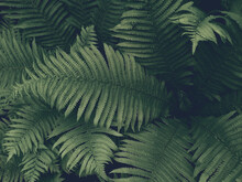 Dark Green Fern Leaves, Forest Nature, Background With Haze.
