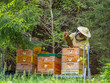 © Vera Kuttelvaserova - Beekeeper works in a hive - adds frames, watching bees